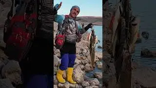 PERCH AVI BALIĞA G&Ouml;N&Uuml;L VEREN USTALARLA BERABERİZ #shorts #keşfetbeni&ouml;ne&ccedil;ıkar #fishing #perchfishing