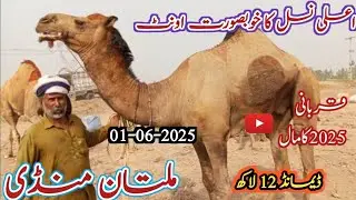 Beautiful Camel for Qurbani 2025 | Price 12 Lakh | multan maweshi  mandi | murshad mandi info |