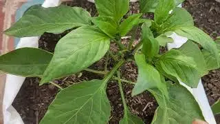 Chupones en las planta de pimientos