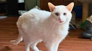 They Warned Me About This Cat &mdash; What Happened Next Was Not Normal