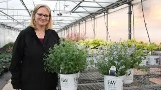 Nepeta Cat's Meow vs Cat's Pajamas | Walters Gardens