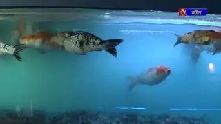Sarbhoutani | Aqua Goa Mega Fish Festival 2026