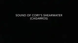 Sound of Cory&rsquo;s Shearwater (Cagarros)