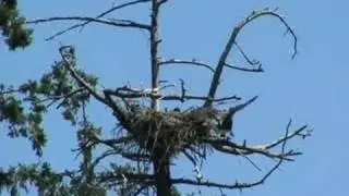 BALD EAGLES 3 EAGLETS FLYING FLEDGING