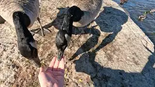 More goOse - Bay Beach Wildlife Sanctuary