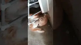 inki fight dekho #parson #cat #videoviral #funny