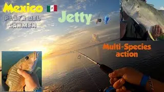 Jetty fishing Multi-Species action | Riviera Maya Mexico 🇲🇽 | Jigs + 🦐 and Lures 