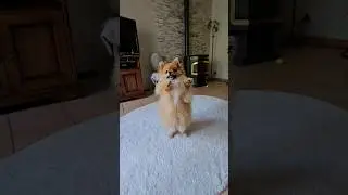 Spitz Pomeranian # Spitz Thor 🥰❤️#shorts