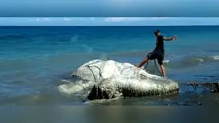 Massive, Hairy 'Globster' Has Washed Ashore in The Philippines, And Nobody Knows What It Is