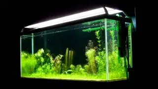 55 Gallon Planted Aquarium Update - Week 6