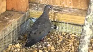 dove flight pen