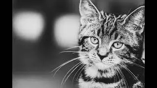 FALL ASLEEP TO PINK NOISE FOR CATS AND EVERYONE