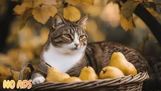 12 часов спокойной кошачьей музыки 🐈 Глубокое снятие тревоги и спокойный сон 🎶 Без рекламы