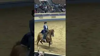 Amateur English Pleasure Championship