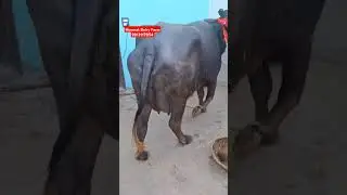 # himmat dairy farm👍#village-Sisar👌#ytshort❤