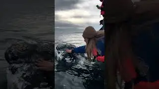 INCREIBLE interacci&oacute;n con UNA BALLENA GRIS🩵🐋🐳🤯 #bajacaliforniasur #ballenas #graywhale