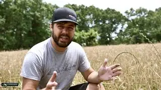 Easy Tips for Perfect Clover Food Plots!  CLOVER + WHEAT= SUCCESS
