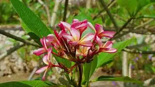Plumeria Dreams 🌺 Calming  Piano Music for Peace & Mindfulness