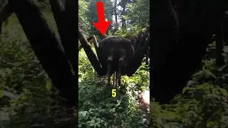 The 5 Largest Spiders That Actually Exist🤭