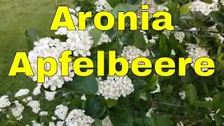 ⭐⭐ Warum hei&szlig;t Aronia Apfelbeere - Sie werden &uuml;berrascht sein warum es Apfelbeeren sind ⭐⭐