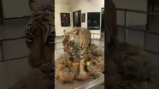 A Tiger Statue In The Malout Zoo!🐯🐅 #shorts #tiger #zoo #animals #statue #malout #wow #stillrandom