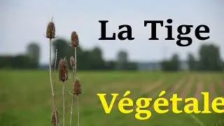 la tige végétale