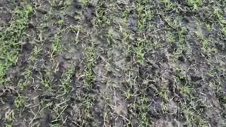 Огляд пшениці по дисковці ( Mini-till).
