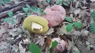 Butyriboletus Regius (Boletus Regius) fungo commestibile. 18 May 2019