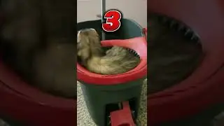 Ferret Goes On Scary Rollercoaster!