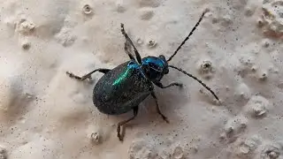 Metallic Flea Beetle (Genus Altica)