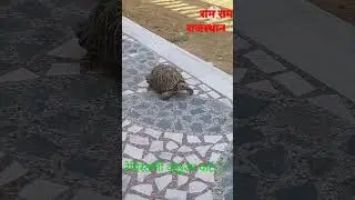 Turtle🐢#Desert#Rajasthan#Evening#playwithturtle#kids#boys#कछुआ#friend#पार्ट 2#