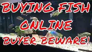 Buying Fish Online - Buyer Beware!  With 2 Very Special Guests!