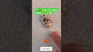 🦀 Crab Life: Beach Edition 🏖️ #thailand #crablife #BeachEdition #CrabbyVibes #travel #