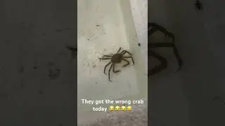 They messed with the wrong crab today and it can talk. 🤣