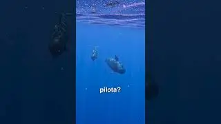 Ma voi sapevate che Tenerife &egrave; uno dei posti migliori al mondo per avvistare le balene pilota?