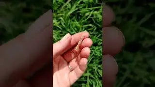 what a praying mantis exoskeleton looks like. #insects #bugs #shorts