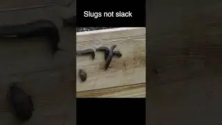Cold Shock for Slugs? Electric Fence vs  Garden Pests!