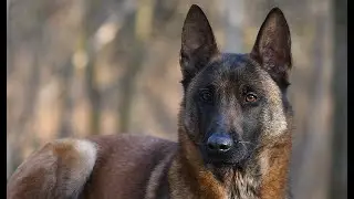 Le Berger Belge