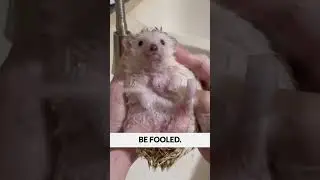 Sentient Cacti