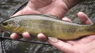 Pêche à la Mouche, Vicdessos (Ariège), Pêche en sèche