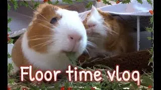 Floor time vlog and a treat from Pet Supermarket | Pigmas 2017