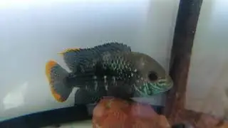 Green terror. Is it male or female plz?