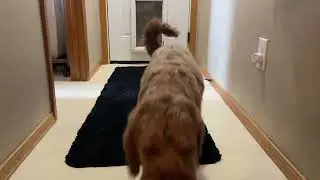 OLANLY Dog Door Mat for Muddy Paws #dogmatikalore #PetProducts #OLANLY #MuddyPaws #HomeEssentials