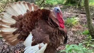 Beautiful Bourbon Red Turkeys gobble in all their majesty