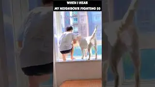 When I Hear the Neighbors Fighting Again 👂#dogsreaction #funnydogs #funnyanimals