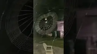 Net Casting Spiders