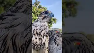 I love eagle 👑❤#eagles #qatar #birds