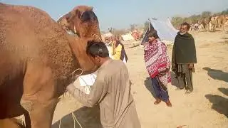 |Camel 🐪 Breeding Cross| Time ll Best Unique vidio|saraiki log|👨&zwj;👨&zwj;👦&zwj;👦👨&zwj;👨&zwj;👧&zwj;👧👨&zwj;👨👨&zwj;👨&zwj;👧&zwj;👧🐪🐫🐫🐹🐫🐫🐫🐫🐫🐫