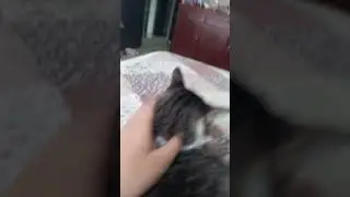 DONT EAT CATS IN THE HALLS #cats #funny #baldi