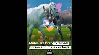 Why Mules Can&rsquo;t Have Babies